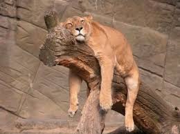 Lazy Lion